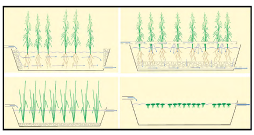  Tipos de humedales
construidos: (a) flujo subterráneo horizontal; (b) flujo subsuperficial vertical;  

(c) flujo superficial con vegetación emergente; (d) flujo superficial con vegetación flotante [39].