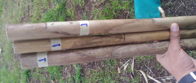 Extracci&oacute;n de fibras ca&ntilde;a brava