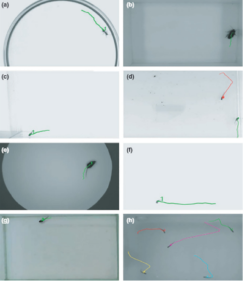 Seguimiento de la trayectoria realizada por distintos organismos. Donde: 

a) hormiga, b) cucaracha, c) pez guppy, d) dos peces guppy, e) rat&oacute;n, f) salmon, 

g)
renacuajo y d) pez cebra. 